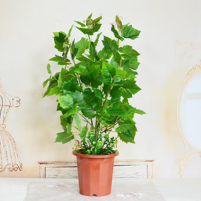 仿真植物盆栽小树室内外装饰绿植 推荐